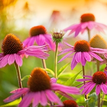 echinacea, echinacea angustifolia, echinacea purpurea, immune boost, immune vitamins, coneflower,
