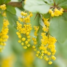 Barberry, Berberis vulgaris, European barberry, barberry root, immune support, boost immune system, 