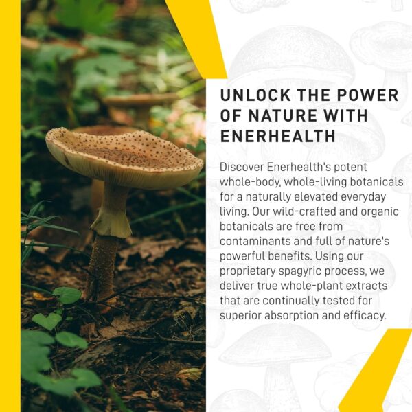 Enerhealth Botanicals NutriCafé Pure Reishi – Fairly Traded, Low Acid, Medium Roast Whole Arabica Bean Coffee, Infused with